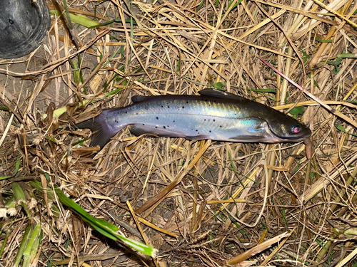 ナマズの釣果