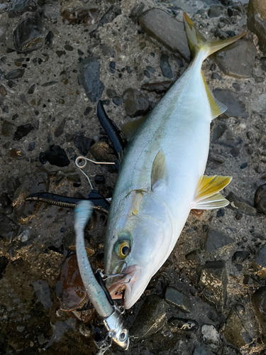 シオの釣果