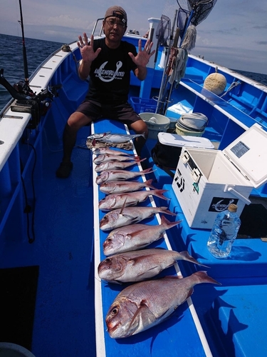 マダイの釣果