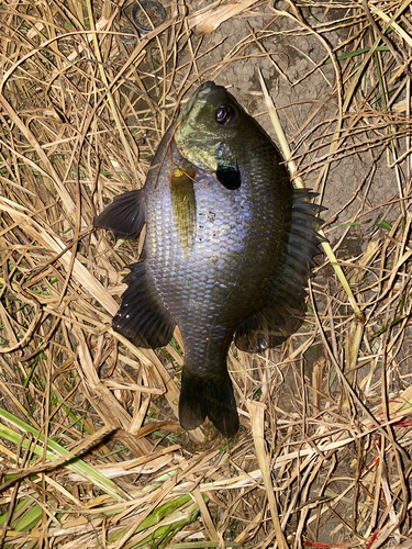 ブルーギルの釣果