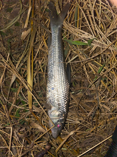 ニゴイの釣果