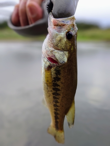 ラージマウスバスの釣果