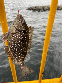 アイゴの釣果