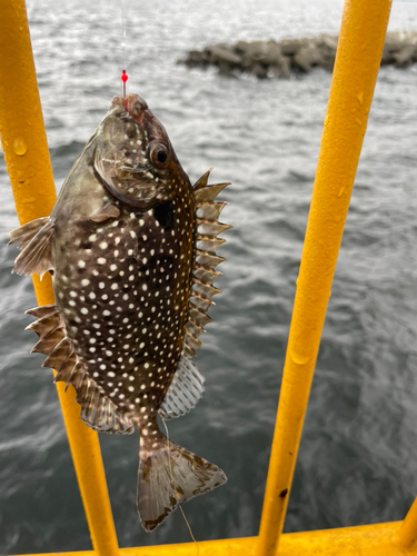 アイゴの釣果