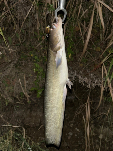 ナマズの釣果