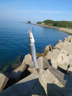 タチウオの釣果