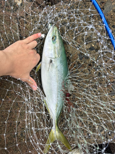 ハマチの釣果