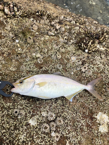 ネリゴの釣果