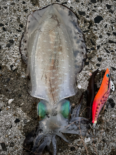 アオリイカの釣果