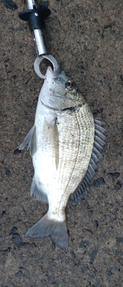 ミナミクロダイの釣果