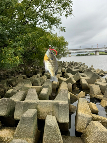 ブルーギルの釣果