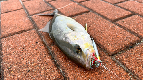 ショゴの釣果