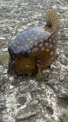 ハコフグの釣果