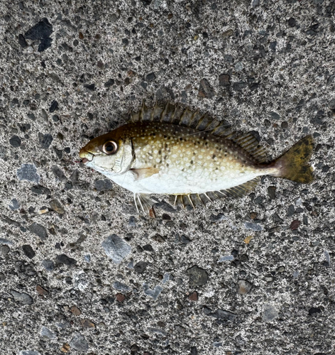 アイゴの釣果