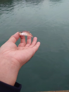 ネンブツダイの釣果