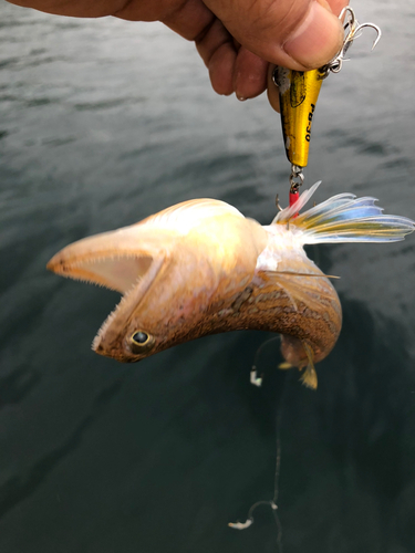 オキエソの釣果