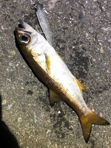 クロムツの釣果