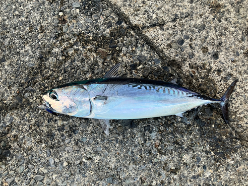 マルソウダの釣果