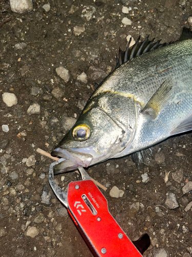 ヒラスズキの釣果