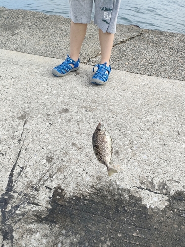 アイゴの釣果