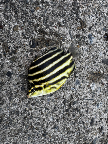 カゴカキダイの釣果