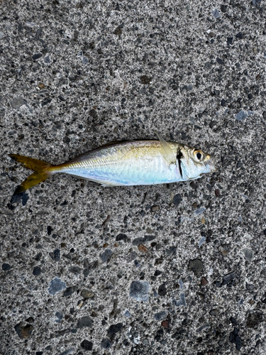 マアジの釣果