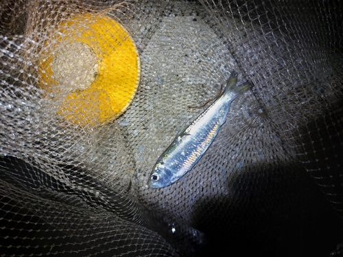 サッパの釣果