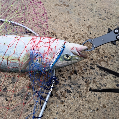 イナダの釣果