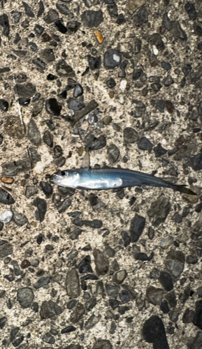 イワシの釣果