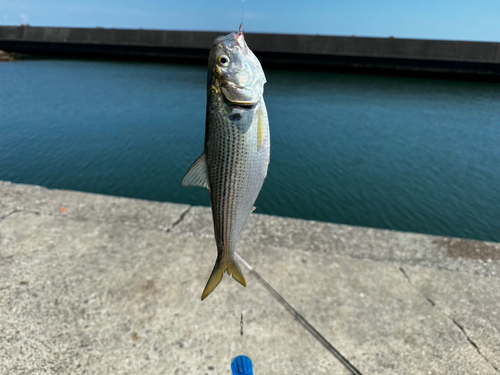 コノシロの釣果