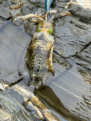 アオリイカの釣果