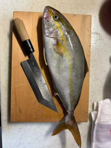 ショゴの釣果