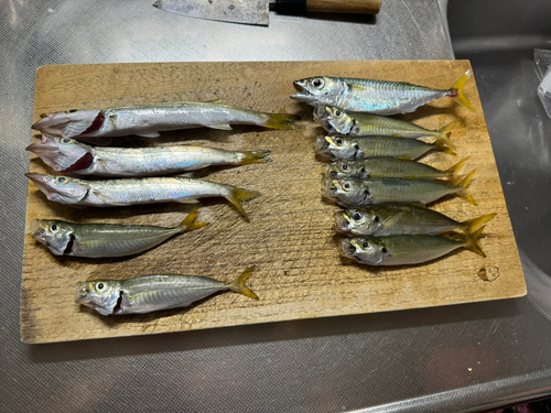 カマスの釣果