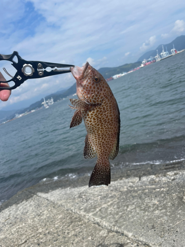 オオモンハタの釣果