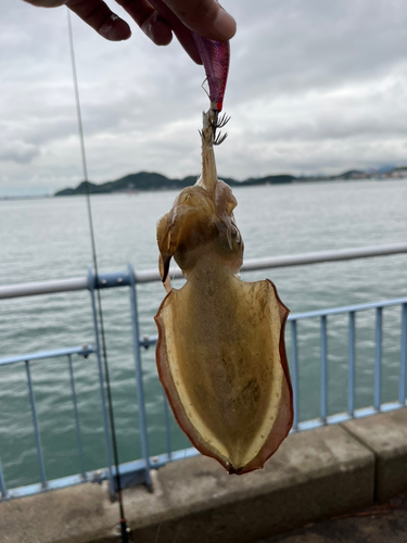 コウイカの釣果