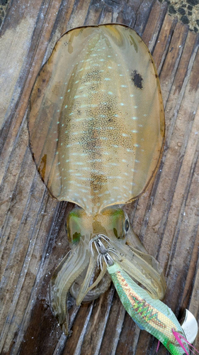 アオリイカの釣果