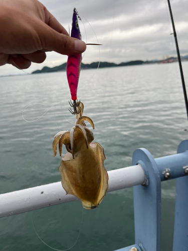 コウイカの釣果