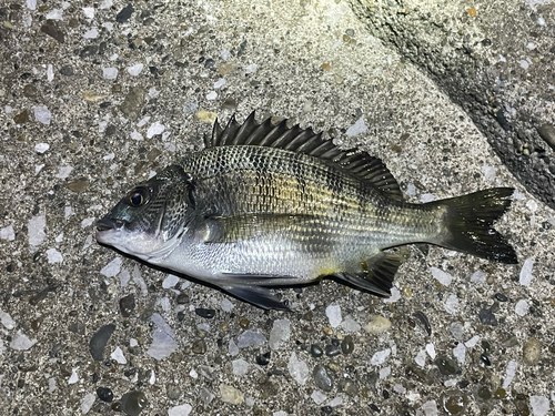 チンチンの釣果