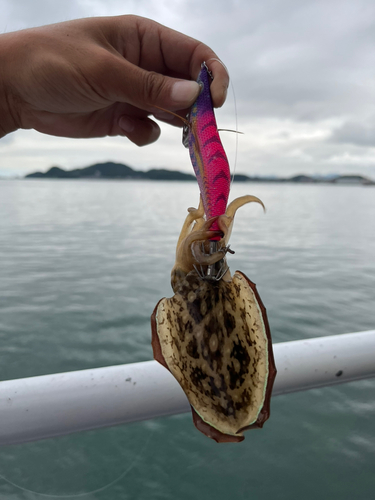 コウイカの釣果