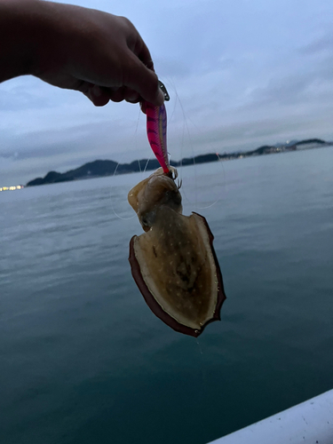 コウイカの釣果