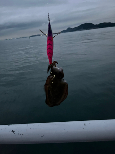 コウイカの釣果