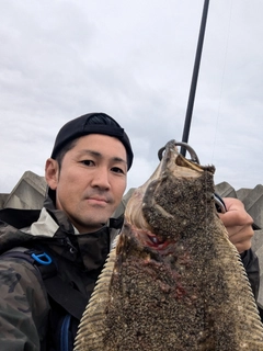 ヒラメの釣果