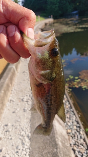 ラージマウスバスの釣果