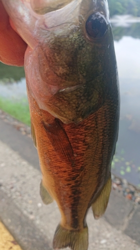 ラージマウスバスの釣果