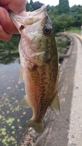 ラージマウスバスの釣果