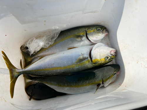 イナダの釣果