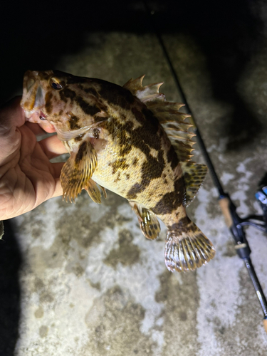 タケノコメバルの釣果