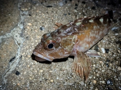 カサゴの釣果