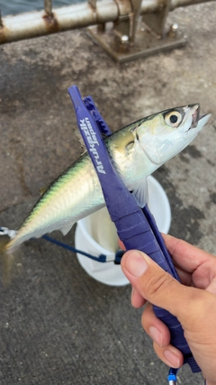 サバの釣果