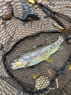 ブラウントラウトの釣果